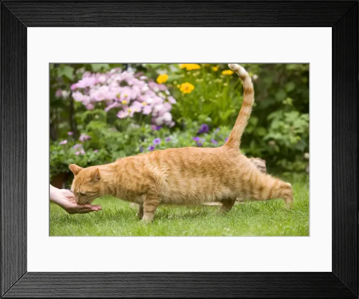 Framed Print : Picture No. 10772984 Framed Print : Picture No. 10772984