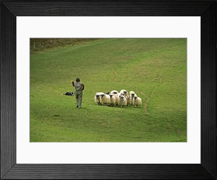 Framed Print : Picture No. 10772590