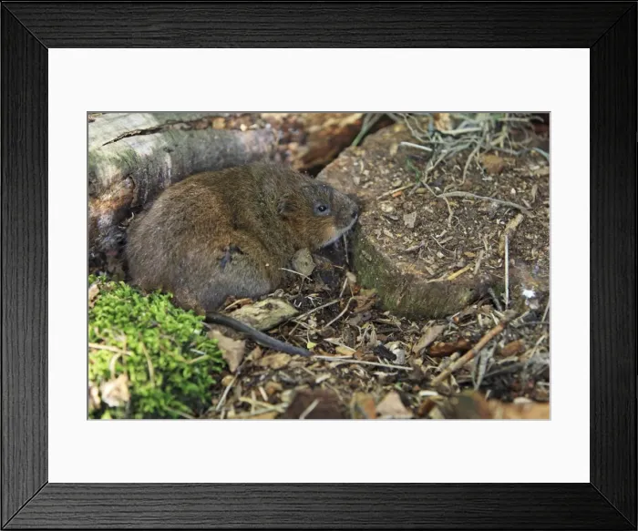 Framed Print : Picture No. 10783475 Framed Print : Picture No. 10783475