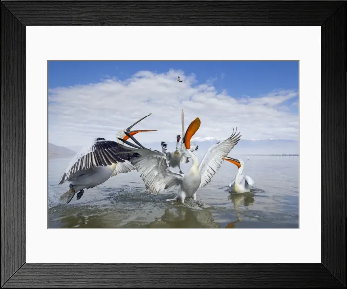 Framed Print : Picture No. 10804222 Framed Print : Picture No. 10804222