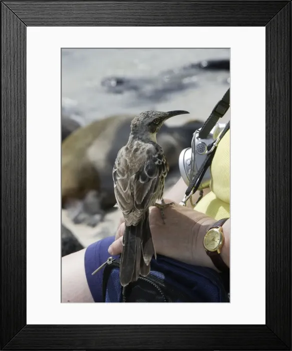 Framed Print : Picture No. 10777916 Framed Print : Picture No. 10777916