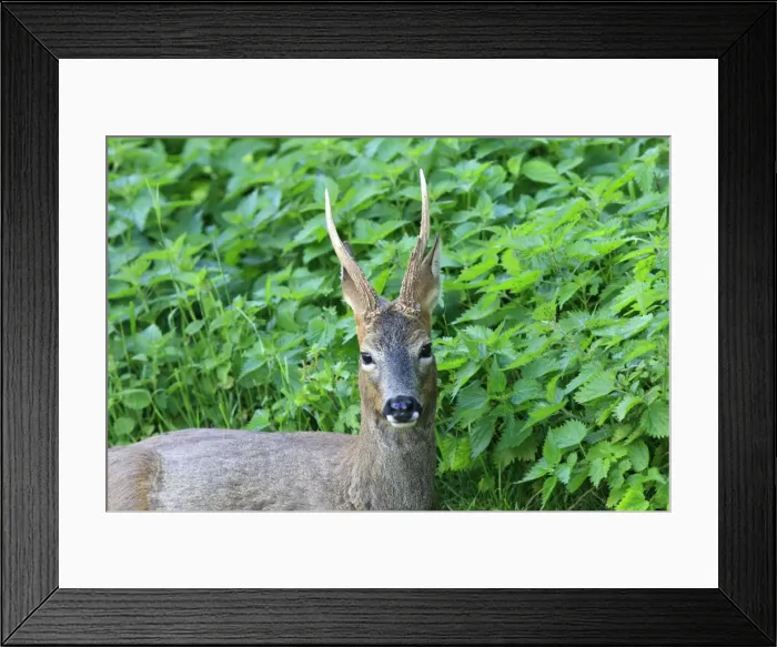 Framed Print : Picture No. 10783481 Framed Print : Picture No. 10783481