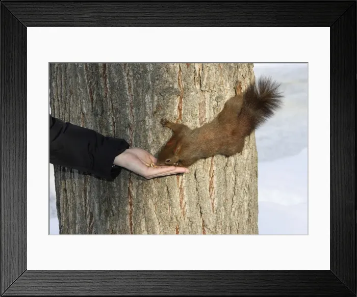 Framed Print : Picture No. 10777690 Framed Print : Picture No. 10777690