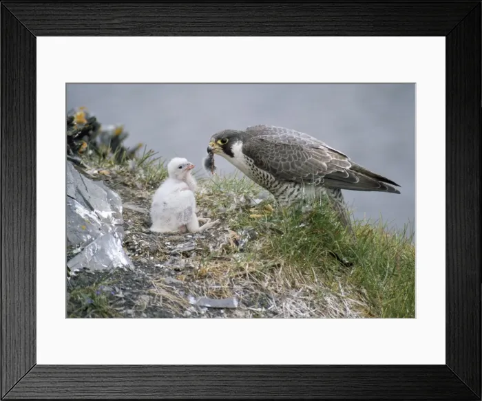 Framed Print : Picture No. 10847936 Framed Print : Picture No. 10847936