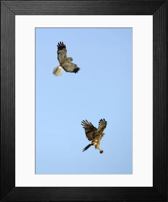 Framed Print : Picture No. 10789118 Framed Print : Picture No. 10789118