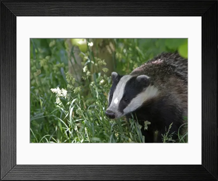 Framed Print : Picture No. 10783471 Framed Print : Picture No. 10783471