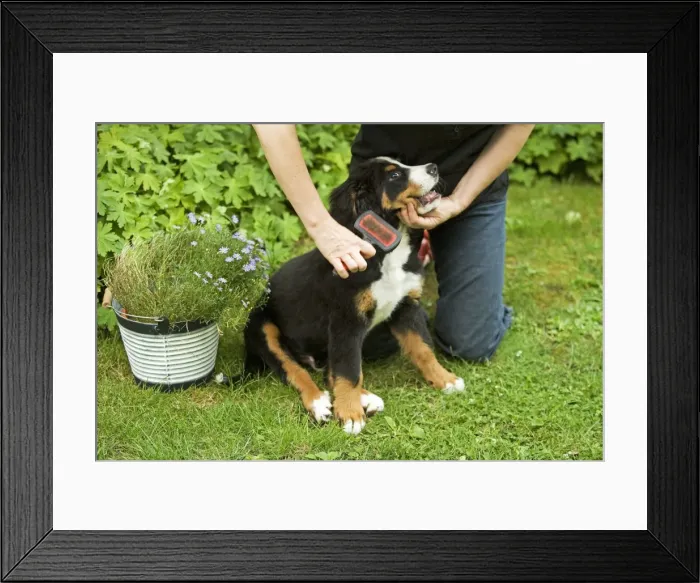 Framed Print : Picture No. 10771054 Framed Print : Picture No. 10771054