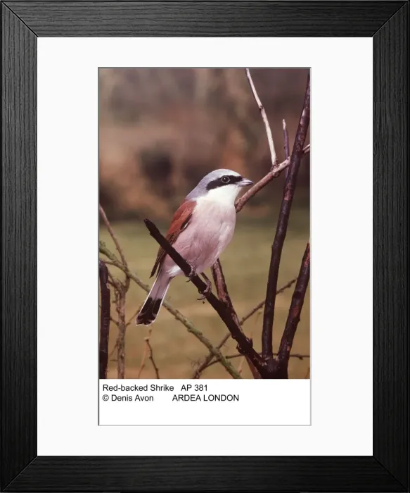 Framed Print : Picture No. 10847956 Framed Print : Picture No. 10847956