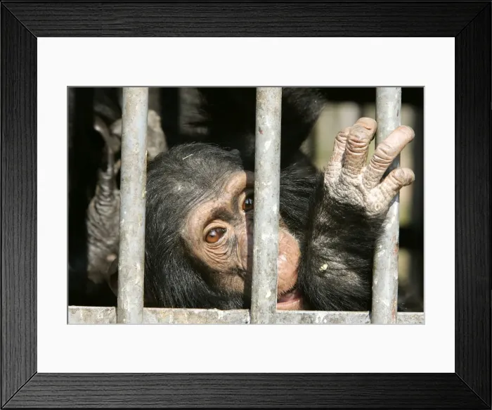 Framed Print : Picture No. 10787324 Framed Print : Picture No. 10787324