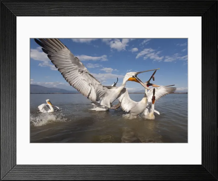 Framed Print : Picture No. 10804226 Framed Print : Picture No. 10804226