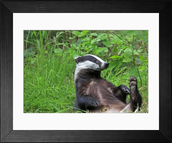 Framed Print : Picture No. 10783468 Framed Print : Picture No. 10783468