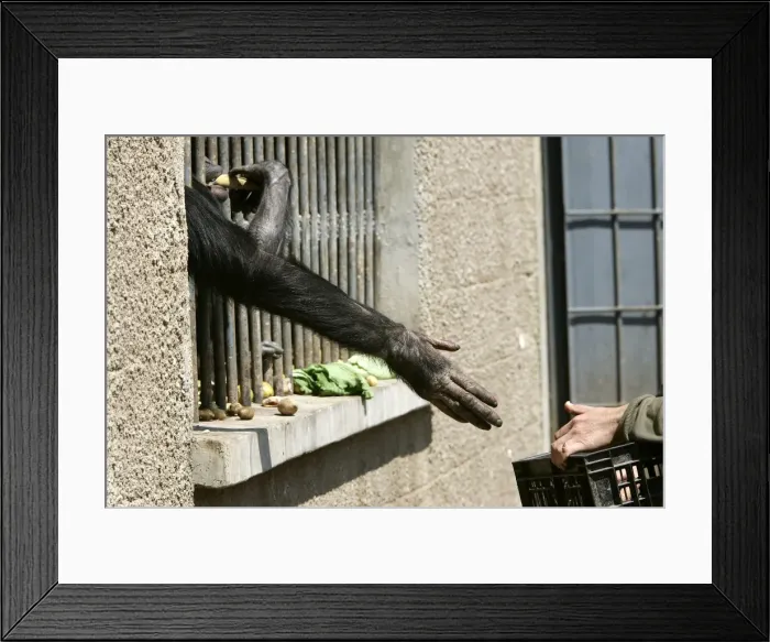 Framed Print : Picture No. 10787378 Framed Print : Picture No. 10787378