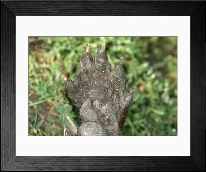 Framed Print : Picture No. 10787264 Framed Print : Picture No. 10787264