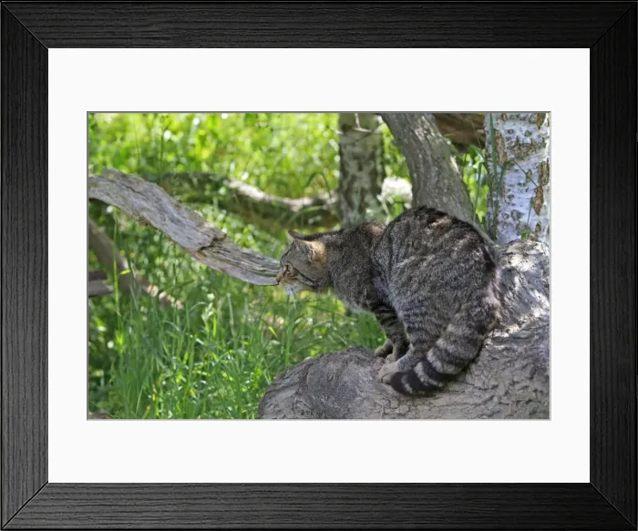 Framed Print : Picture No. 10783477 Framed Print : Picture No. 10783477