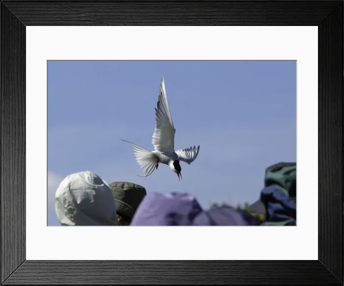 Framed Print : Picture No. 10789478 Framed Print : Picture No. 10789478