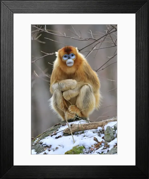 Framed Print : Picture No. 10804125