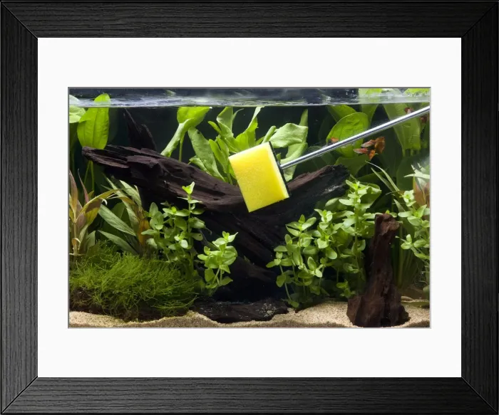 Framed Print : Picture No. 10774530