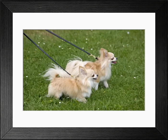 Framed Print : Picture No. 10774733 Framed Print : Picture No. 10774733