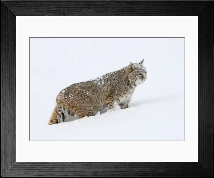 Framed Print : Picture No. 10783583 Framed Print : Picture No. 10783583