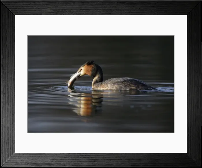 Framed Print : Picture No. 10788938 Framed Print : Picture No. 10788938