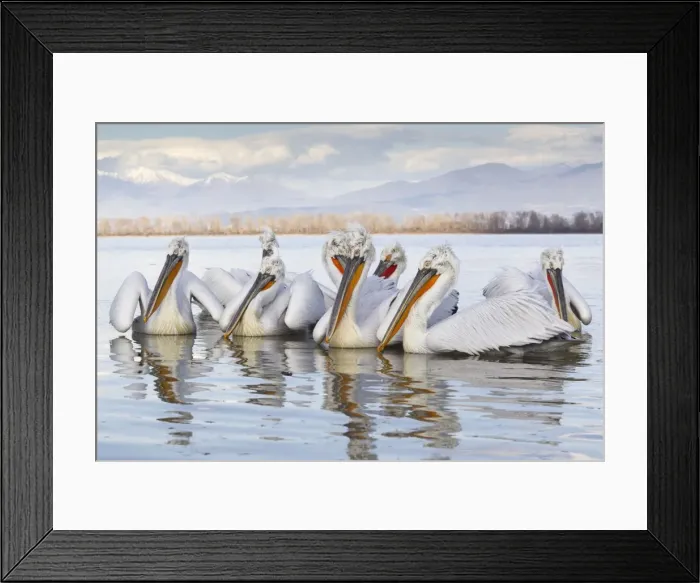 Framed Print : Picture No. 10804235 Framed Print : Picture No. 10804235