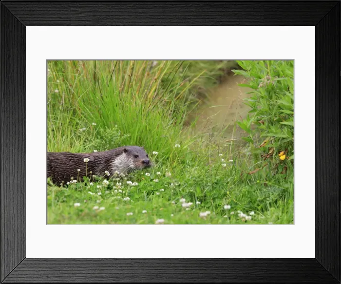 Framed Print : Picture No. 10783493