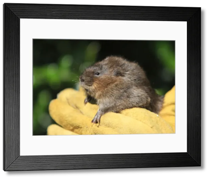 Framed Print : Picture No. 10783474 Framed Print : Picture No. 10783474