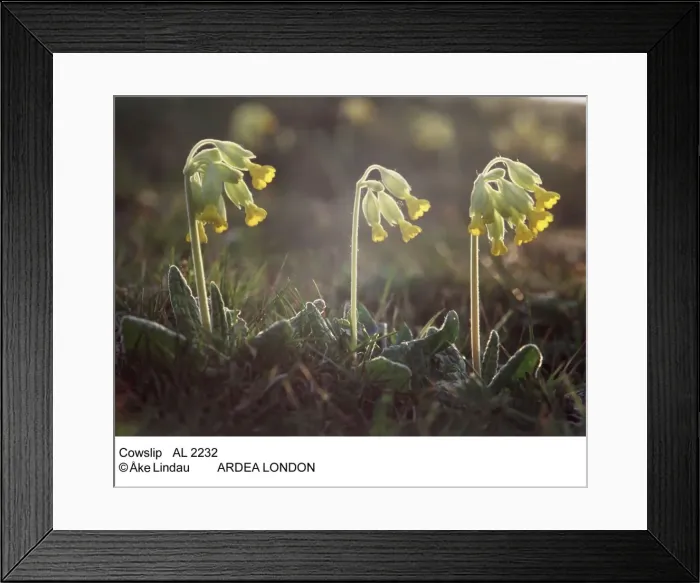 Framed Print : Picture No. 10847909 Framed Print : Picture No. 10847909