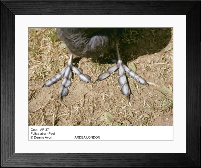 Framed Print : Picture No. 10847955 Framed Print : Picture No. 10847955