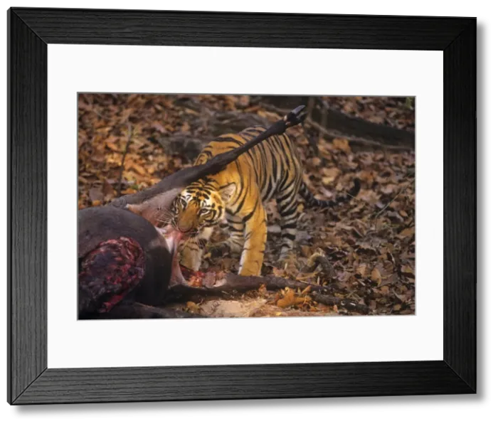 Framed Print : Picture No. 10788594 Framed Print : Picture No. 10788594