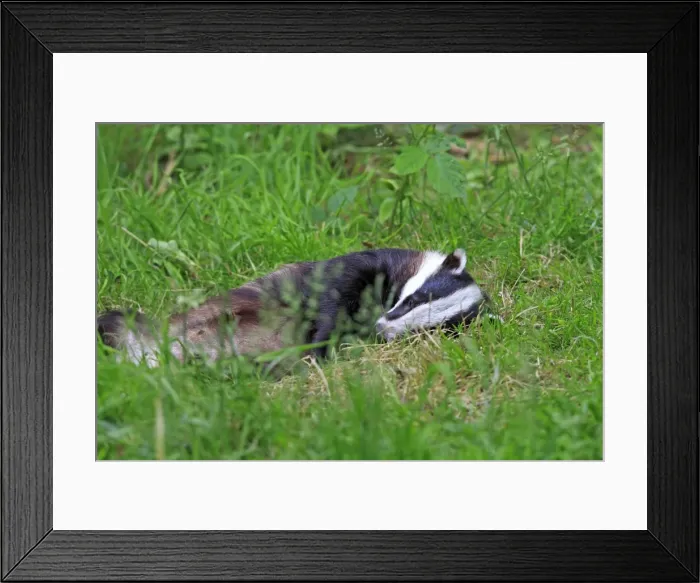 Framed Print : Picture No. 10783464 Framed Print : Picture No. 10783464