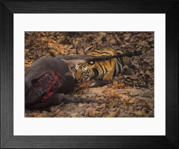Framed Print : Picture No. 10788326 Framed Print : Picture No. 10788326