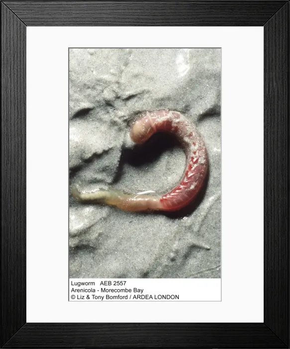 Framed Print : Picture No. 10847764 Framed Print : Picture No. 10847764
