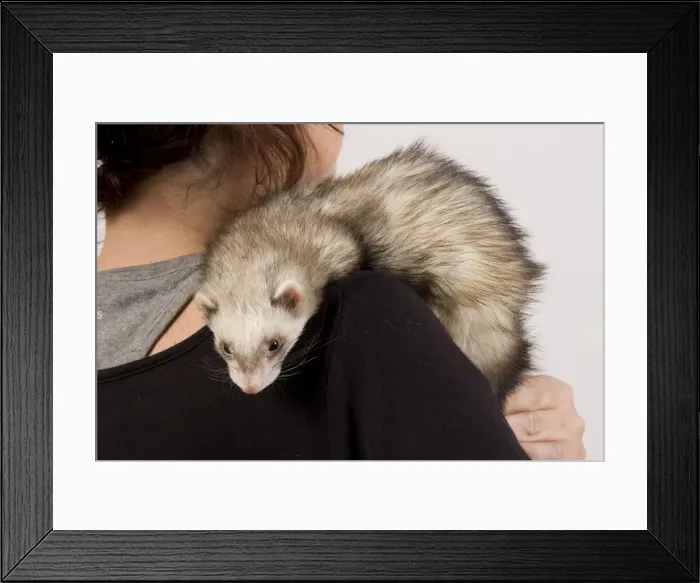 Framed Print : Picture No. 10775405 Framed Print : Picture No. 10775405