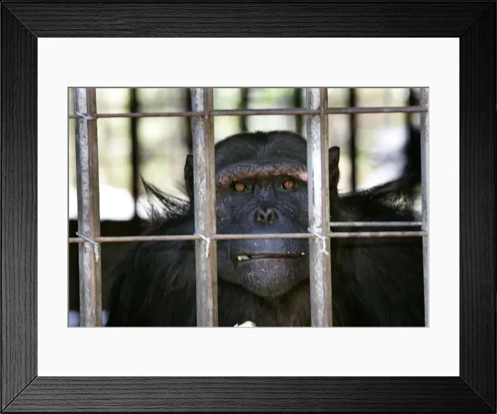 Framed Print : Picture No. 10787332