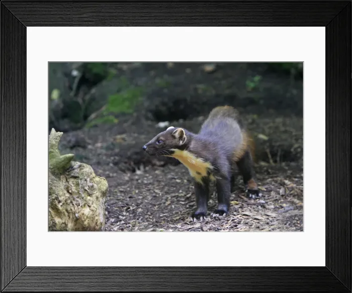 Framed Print : Picture No. 10783497 Framed Print : Picture No. 10783497