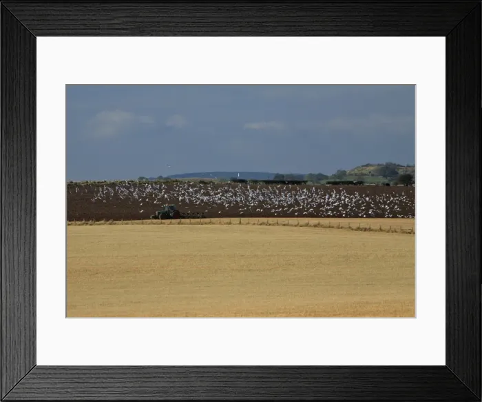 Framed Print : Picture No. 10790813 Framed Print : Picture No. 10790813