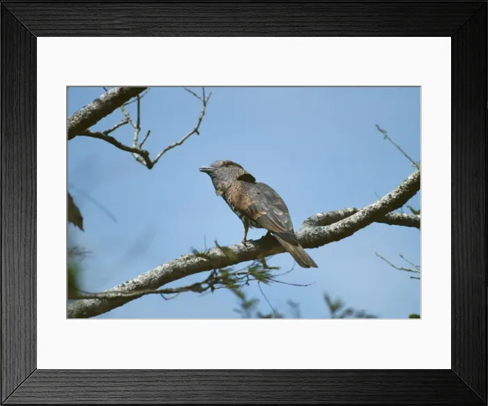 Framed Print : Picture No. 10847873 Framed Print : Picture No. 10847873
