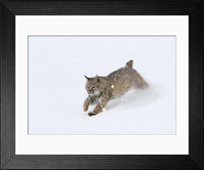 Framed Print : Picture No. 10783581 Framed Print : Picture No. 10783581