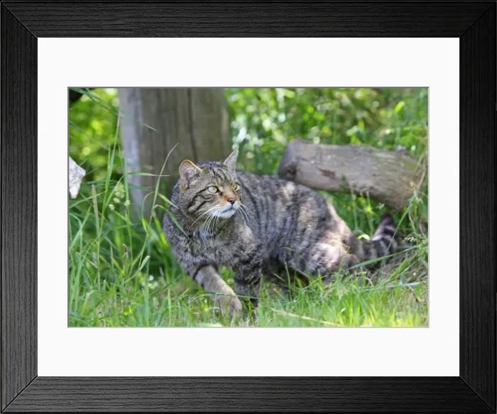 Framed Print : Picture No. 10783480 Framed Print : Picture No. 10783480