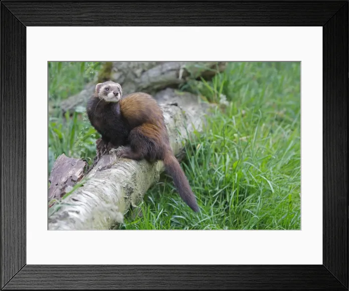 Framed Print : Picture No. 10783508 Framed Print : Picture No. 10783508