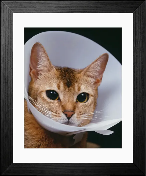 Framed Print : Picture No. 10769727 Framed Print : Picture No. 10769727
