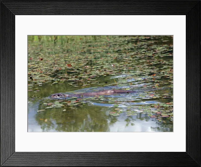 Framed Print : Picture No. 10783495 Framed Print : Picture No. 10783495