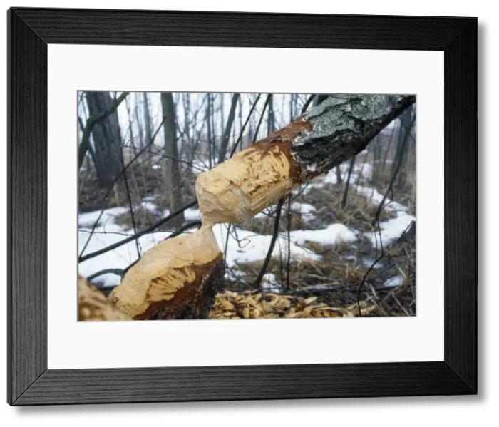 Framed Print : Picture No. 10847778 Framed Print : Picture No. 10847778
