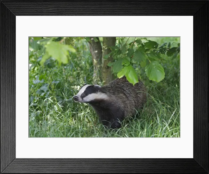 Framed Print : Picture No. 10783472