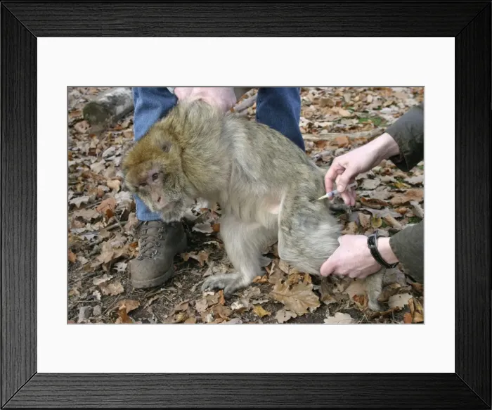 Framed Print : Picture No. 10777662 Framed Print : Picture No. 10777662