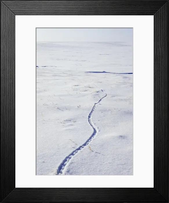 Framed Print : Picture No. 10847939 Framed Print : Picture No. 10847939