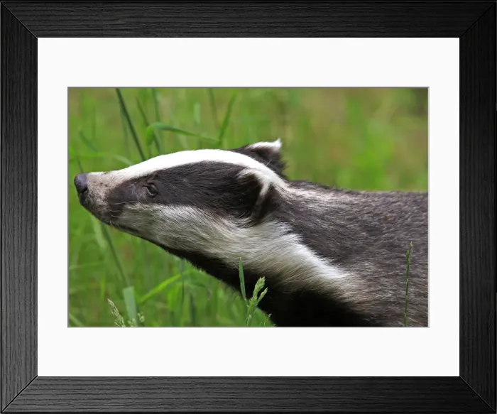 Framed Print : Picture No. 10783465 Framed Print : Picture No. 10783465