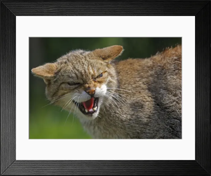 Framed Print : Picture No. 10783476 Framed Print : Picture No. 10783476