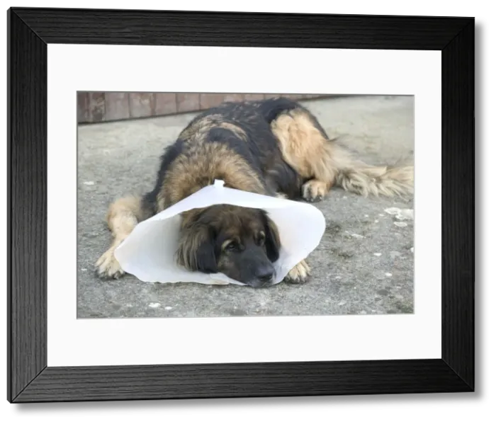 Framed Print : Picture No. 10777069 Framed Print : Picture No. 10777069